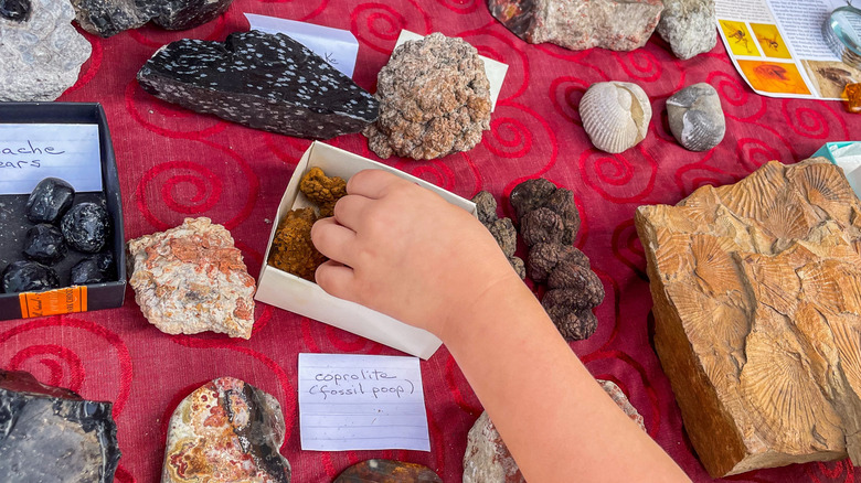 Child's hand reaching over a table of fossilized poop artefacts labeled and in boxes