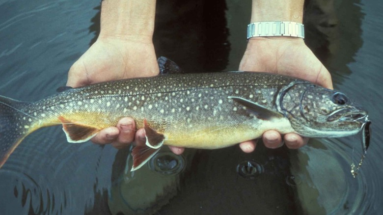 Hands holding a lake trout with fishing lure still in its mouth