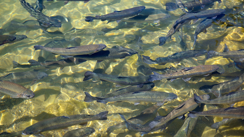 Dozens of rainbow trout swim in a school in shallow waters