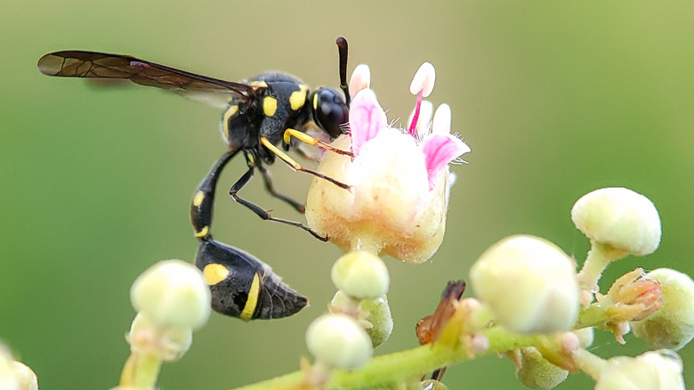 parasitoid wasp polinating flower