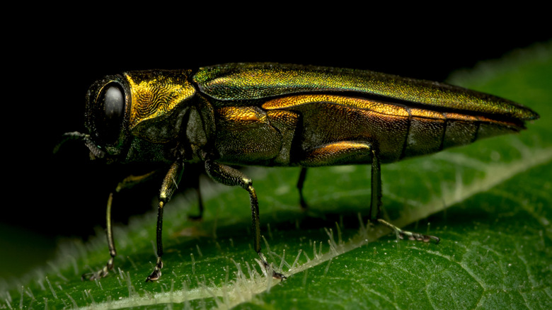 emerald ash borer close up