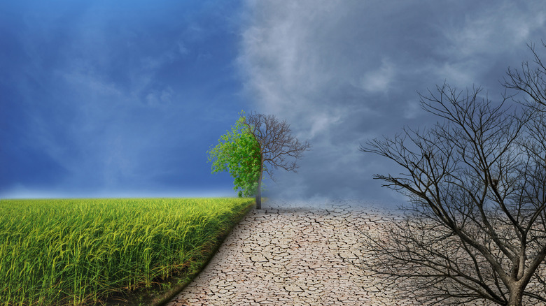 Dichotomy between wet conditions and a drought