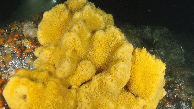 Yellow sea sponge on the ocean floor