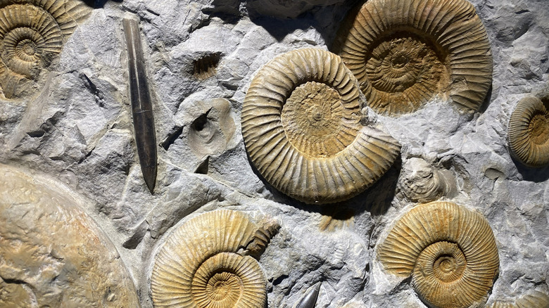 Fossils of ancient seashells embedded in rock