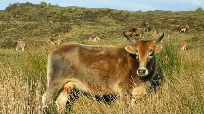 cow among herd of amsterdam island cattle