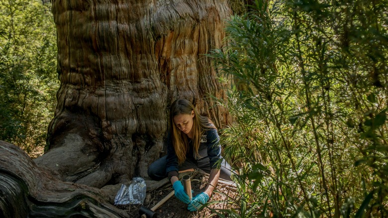 Field scientist taking soil samples at the foot of an alerce tree that's at least 3,500 years old in Alerce Costero National Park, Chile