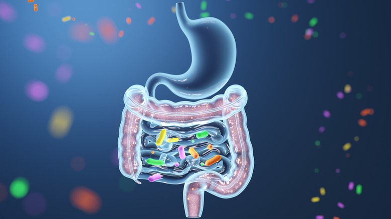 Concept of gastrointestinal system and gut microbiome