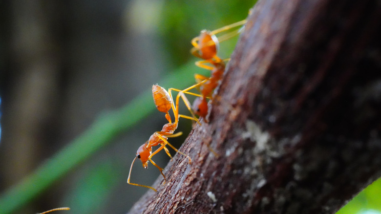 Ants crawling on a branch