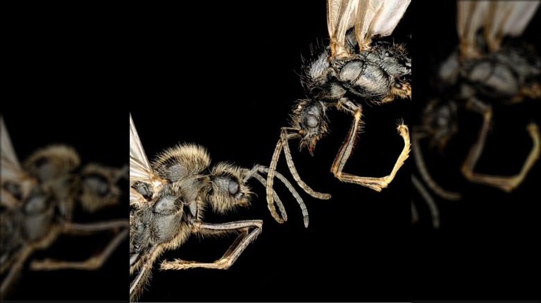 Messor ibericus (left) and Messor structor (right) are both males laid by the same queen
