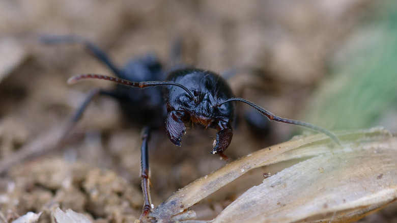 Close-up of a Messor structor ant