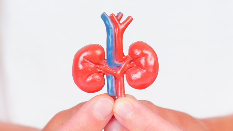 Hands holding a tiny model of human kidneys
