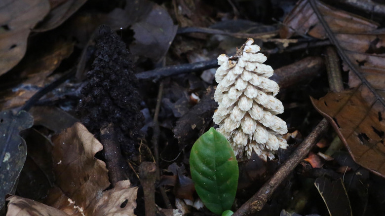 Lophophytum mirabile growing in leaf litter