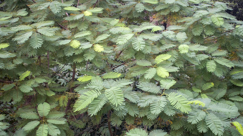 Detailed view of the bipinnate leaves of Anadenanthera colubrina