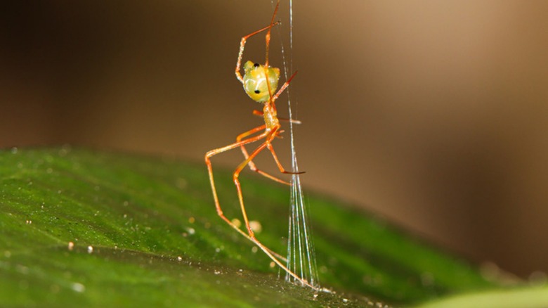 Close-up of a ballista spider building its conical snare