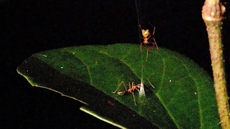 A ballista spider waits for an aggressive green tree ant to bite its conical web trap