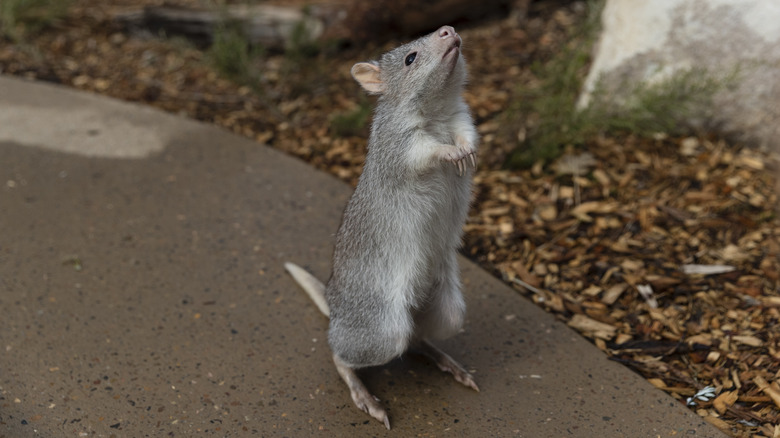 A rufous bettong standing on its hind legs at Taronga Zoo in Sydney, Australia