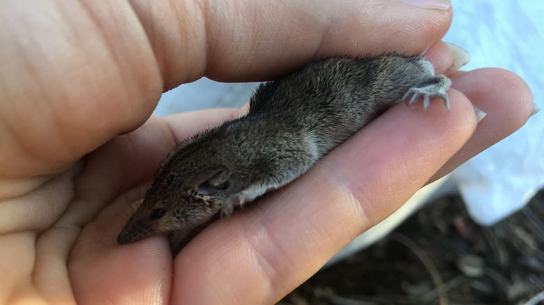 A long-tailed planigale in someone's hand