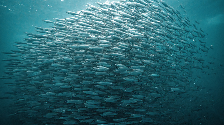 Large school of herring swimming together