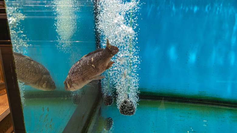 Fish swimming in tank with bubbles behind