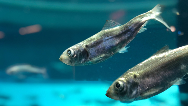 Close up of two pacific herring