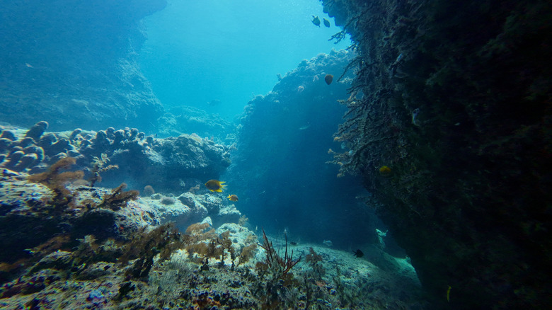 Coral reef beneath the ocean's surface