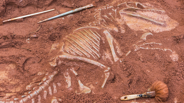 Dinosaur fossil and archaeological tools