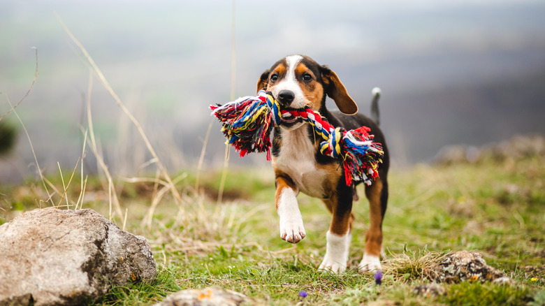 A puppy carries a toy towards the camera.