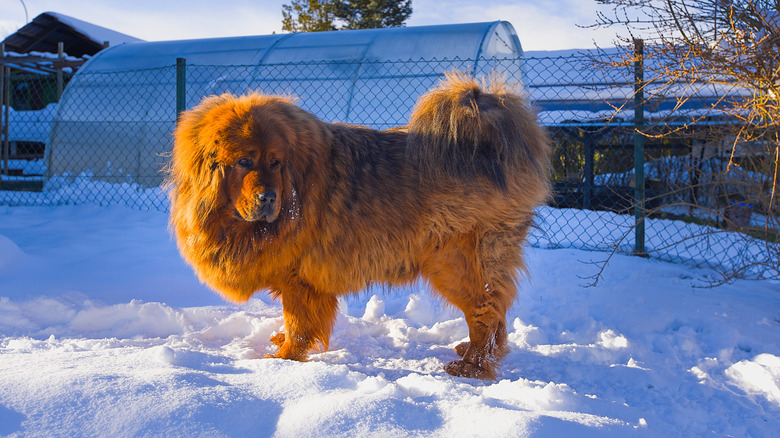 A Tibetan Mastiff stands in a snowy landscape.