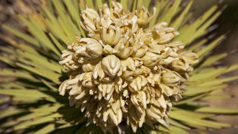 cluster of yellowish Joshua tree blossoms