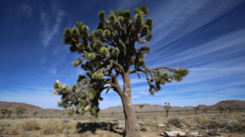Joshua tree in an arid landscape in front of a cloud-streaked blue sky