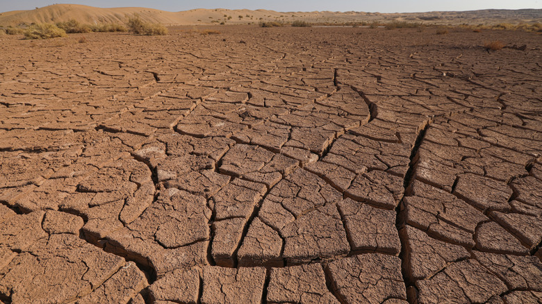 A close-up of cracked, dry ground in Iran.