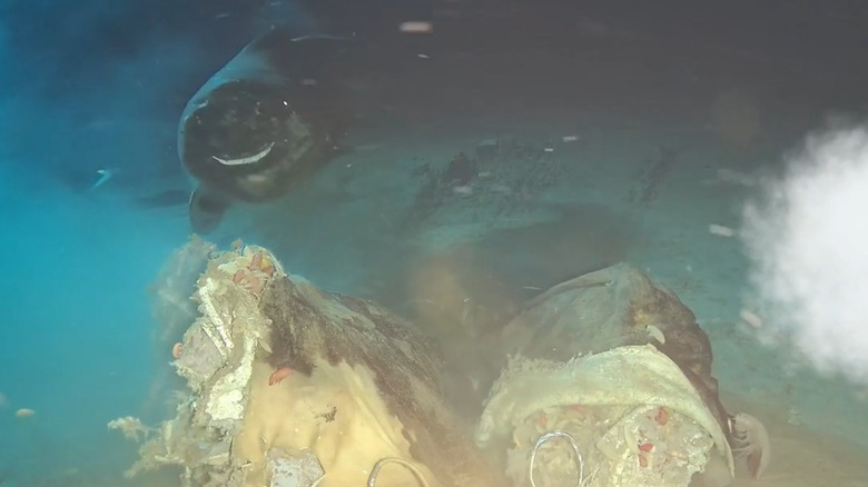 Sleeper shark (seemingly smiling) captured on video while feeding on a cow carcass in the South China Sea