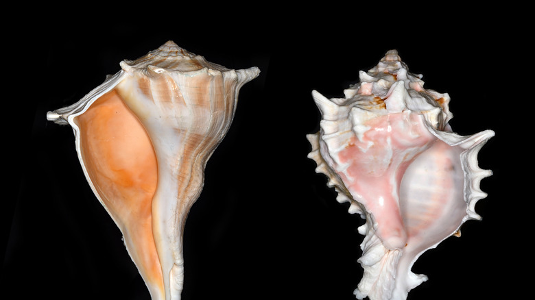 Chirality in shells showing non-identical mirror images