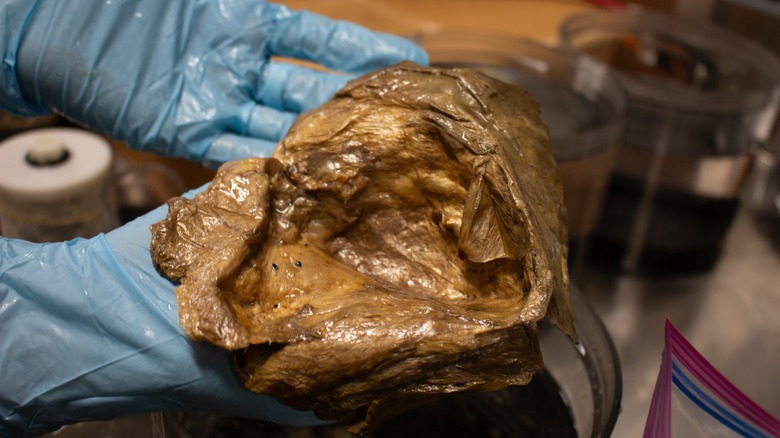 A close up image of the "golden orb" (Catalog: USNM_IZ_1699903) in the lab of the Smithsonian Institution