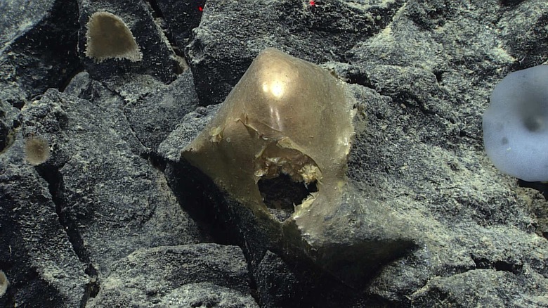 The unidentified specimen seen in situ on a rocky outcropping at a depth of about 3,300 meters (2 miles) during expedition