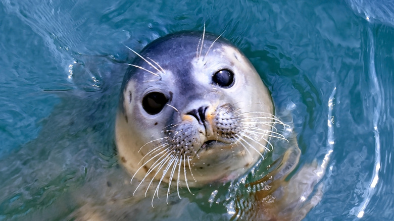 Close-up of an overhead view of a seal poking its head out of the water and looking at the camera