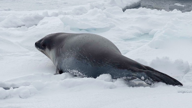 Ross Seal (Ommatophoca rossii) in the ice off Wilkes Land, Antarctica