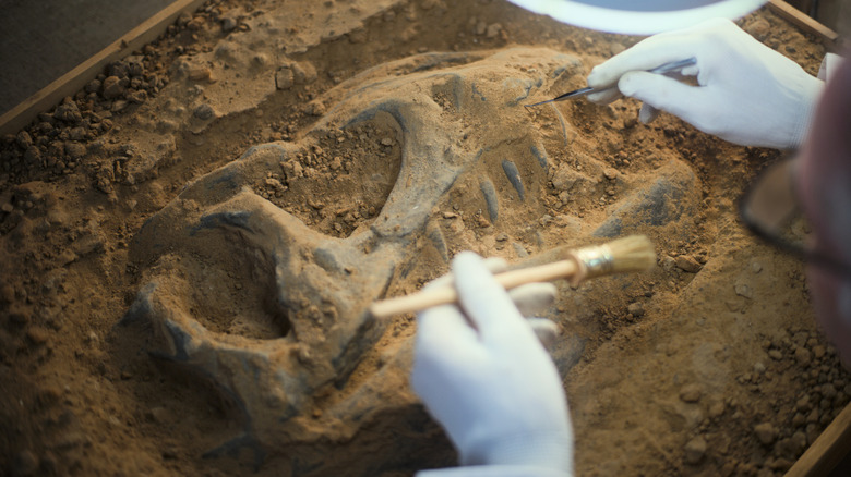 A researcher in gloves examining a fossil.