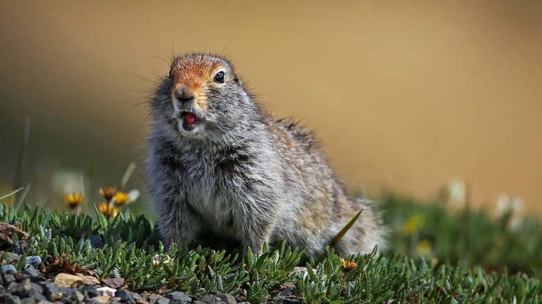 A ground squirrel amid tiny plants, barking out a warning