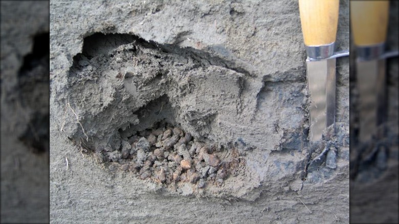 Ancient fecal pellets left by Arctic ground squirrels found in Lower Quartz Creek, Yukon