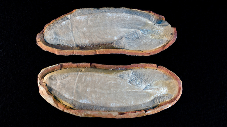 Fossil of a Tully monster in front of a black background.