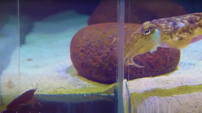 Cuttlefish looking through transparent container at live shrimp
