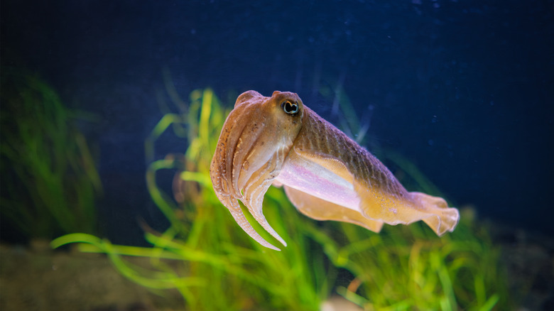 A cuttlefish swims in dark blue waters with illuminated seaweed in background