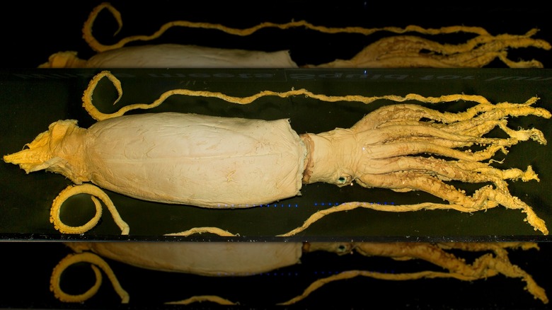 Museums Victoria's preserved specimen of Architeuthis dux found in 1857 off the coast of Tasmania