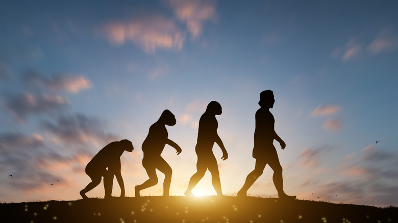 An image showing the stages of human evolution
