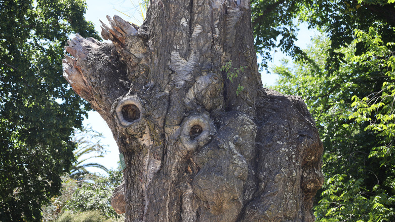 An example of face pareidolia in a tree