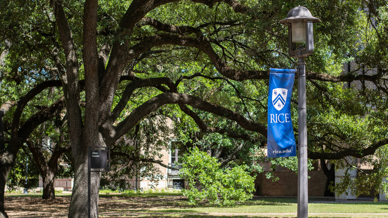 Live oak trees at Rice University
