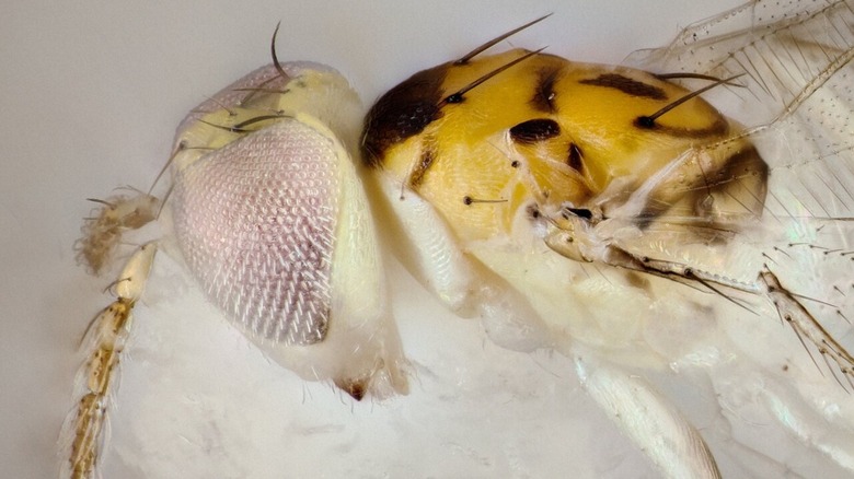 Chrysonotomyia susbelli wasp close up photograph