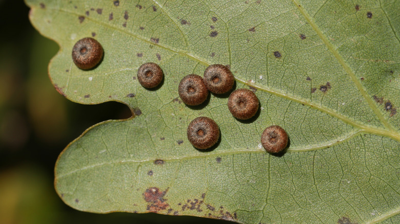 Galls growing on an oak leaf