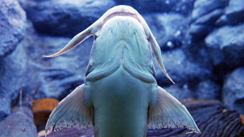 Bagarius bagarius catfish against aquarium glass